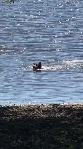Dogs swim in Vancouver park pond as visitors relax nearby