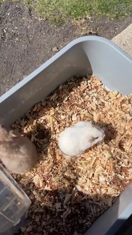Two hamsters, one light brown and one white with red eyes, are in a gray plastic bin filled with wood shavings. A clear plastic hamster wheel is visible in the lower left corner. The hamsters are moving around in the shavings. The scene is outdoors, with a dirt and gravel surface visible in the background and sunlight illuminating the bin.