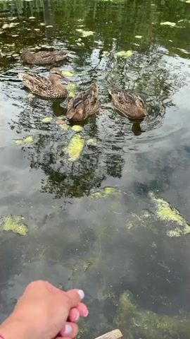 A hand with a white watch on its wrist is held out towards a body of water. Several ducks are swimming in the water, which is covered in patches of green algae and reflects the surrounding trees. The ducks appear to be gathering around the hand.
