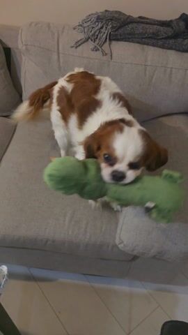Here is a description of the video: 

The video shows a Cavalier King Charles Spaniel dog, mostly white with brown markings, standing on a gray sofa. The dog is holding a green plush toy in its mouth. The toy appears to be an alligator or crocodile. The dog adjusts its grip on the toy and turns slightly, seemingly showing off the toy to the camera. The sofa has several cushions and a throw blanket visible in the background. The floor is tiled.