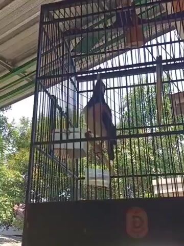 A bird is in a cage outdoors. The cage is black metal and has a green and orange cloth cover at the top. The bird is perched on a horizontal bar and appears to be a black and white songbird. There are two white plastic feeders inside the cage, one empty and one with some white contents. The background shows trees and sunlight.