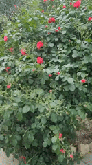 Spring blooms and daily life captured in Blizhnee, Ukraine