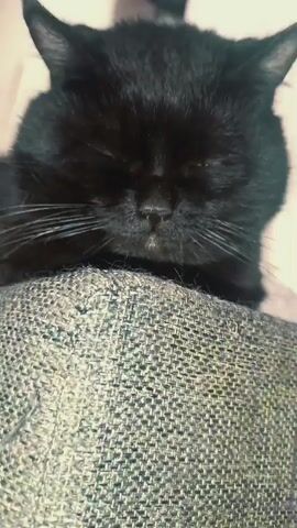 The video shows a close-up of a black cat's face. The cat is lying down on a textured surface, possibly a sofa cushion. Its eyes are partially closed, and its ears are perked up. The cat's whiskers are visible, and its nose is a dark color. The lighting is dim, and the focus is on the cat's face.