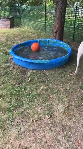 A white dog is playing with an orange ball in a blue kiddie pool filled with water in a grassy backyard. The dog repeatedly nudges the ball with its nose and mouth, splashing water. A tree trunk is visible to the right of the pool, and a green fence runs along the background.