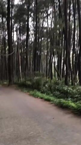 The video presents a point-of-view shot moving forward along a paved road cutting through a dense forest. Tall, slender trees, appearing to be pines or similar conifers, dominate the scene, lining both sides of the road. Their dark, straight trunks create a thick, towering expanse, with their foliage forming a canopy overhead. Green undergrowth and smaller plants are visible on the forest floor and along the road's shoulders. The road itself is asphalt, curving slightly to the right as the camera progresses. The lighting is soft and diffused, suggesting an overcast sky or possibly an early morning/late afternoon setting, contributing to a tranquil and slightly somber atmosphere. A light-colored, slender pole, possibly a utility pole, can be seen standing among the trees on the right side of the road. No people or other vehicles are visible in the short clip. The scene depicts a serene natural environment, consistent with a forest road in Babakan Madang, Indonesia.