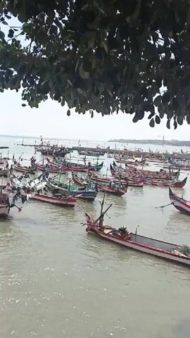A drone shot slowly pans right over a harbor filled with many small, wooden fishing boats. The boats are moored in a calm body of water, with many of them crowded together. Some of the boats have people on them, and others appear to be empty. The boats are all brightly colored, with red, white, and green being the most common colors. The water is a murky gray color, and the sky is a pale blue. The shot is framed by the leaves of a tree in the foreground, which partially obscures the view.