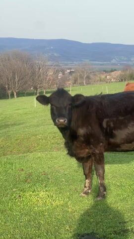 The video shows a black cow standing in a green pasture. In the background, there are other cows grazing in the distance, some trees, and a rolling hillside. The cow in the foreground looks towards the camera. The overall impression is of a peaceful, rural scene.