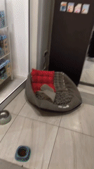 Pet care setup documented in Yerevan retail space
