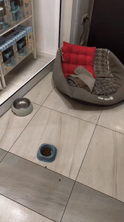 Pet care setup documented in Yerevan retail space