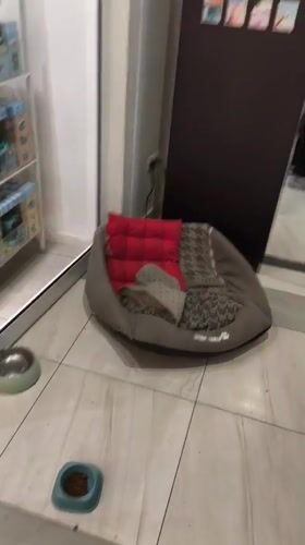 Pet care setup documented in Yerevan retail space