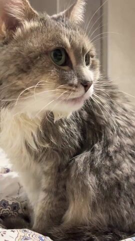 The video shows a close-up of a gray and white cat with green eyes. The cat is sitting on a bed with a floral patterned sheet. The cat is licking its lips.