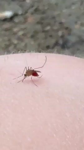 This is a close-up, slightly out-of-focus video of a mosquito on human skin. The mosquito is a dark color with visible legs and wings, and its abdomen is engorged with a bright red substance, indicating it has recently fed on blood. The skin appears pale and slightly textured, with fine hairs visible. The background is blurred, showing a mix of dark and lighter, rough textures that could be pavement or soil. The lighting suggests it is daytime, but no specific time of day can be determined. The setting appears to be outdoors. There is no visible text in the video. The activity depicted is a mosquito in the process of feeding or having just fed.