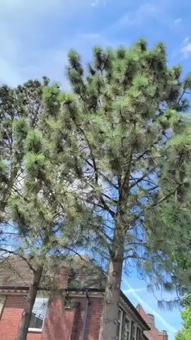 A low-angle video shows tall pine trees against a partly cloudy blue sky. In the foreground, a large pine tree with long needles and visible cones dominates the frame. Behind it, another pine tree is visible to the left, and further back, a dense green tree can be seen on the right. A brick building with visible windows and a dark roofline is partially visible beneath the trees. The sun casts a bright light, creating lens flares in the shape of starbursts on the right side of the frame. The camera is stationary, and the video has a slight shaky quality. There are no people or animals visible in the scene.