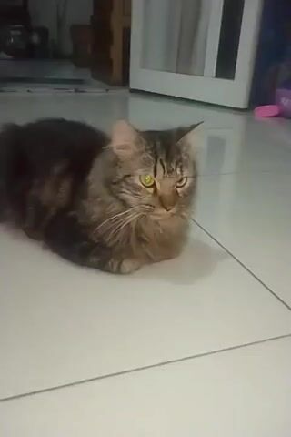 A fluffy brown and black tabby cat is lying on a tiled floor. The cat has green eyes and is looking to the right of the frame. In the background, there is a white cabinet and some wooden shelves. The lighting is dim.