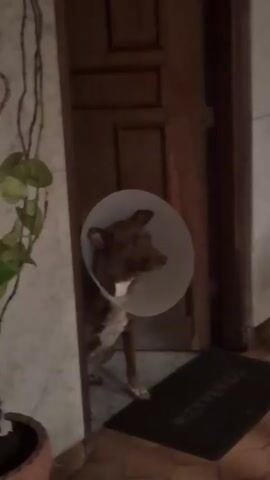 The video shows a medium-sized, brown and white dog standing in a doorway, wearing a clear plastic cone around its head. The dog is looking to the right, away from the camera. Behind the dog is a dark brown wooden door with a panel design. To the left of the dog is a wall with marble-like tiling, and a potted plant with green vines is visible. On the floor in front of the doorway is a dark-colored mat with the word "BIENVENIDO" printed on it. The floor appears to be tiled. The lighting is somewhat dim, suggesting an indoor environment.