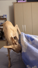 Sighthound explores a bed in a Saint Petersburg apartment