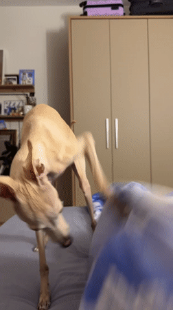 Sighthound explores a bed in a Saint Petersburg apartment