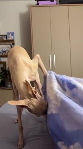 Sighthound explores a bed in a Saint Petersburg apartment