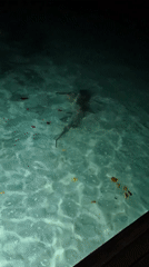 Sharks spotted swimming near pier in Bodufolhudhoo, Maldives