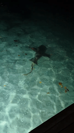 Sharks spotted swimming near pier in Bodufolhudhoo, Maldives