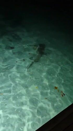 Sharks spotted swimming near pier in Bodufolhudhoo, Maldives