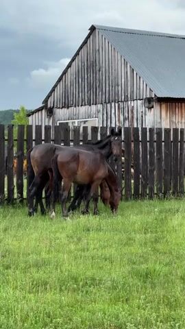 The video shows a herd of horses grazing in a grassy field next to a wooden fence and a barn. The horses are mostly dark brown, with some lighter brown markings. The barn appears old and weathered, with a metal roof. The sky is overcast, and the lighting suggests it might be a cloudy or rainy day. The horses are clustered together, with some of them bending down to eat grass. The overall scene is peaceful and rural.