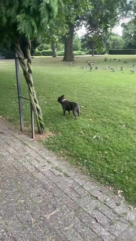 A French bulldog stands on a grassy area next to a tree wrapped in a rope. In the background, a flock of geese grazes. The dog looks to the right, then turns and walks behind the tree.