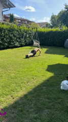 Backyard afternoon in Bad Endorf: cats, flowers, and a hoverfly