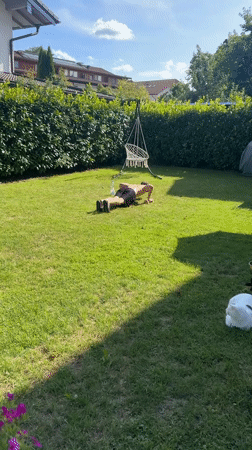 Backyard afternoon in Bad Endorf: cats, flowers, and a hoverfly