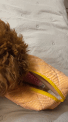 Brown poodle's daily moments captured in Sofia apartment