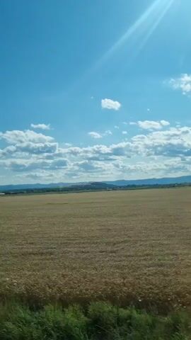 The video captures a wide, open field of golden-hued crops, likely wheat or barley, under a bright blue sky dotted with fluffy white clouds. The sun shines intensely, casting a bright glare in the upper right corner of the frame. In the distance, a hazy line of hills or mountains can be seen. The foreground features a strip of green vegetation. Several dark, bird-like figures are scattered across the field. The perspective suggests the video was taken from a moving vehicle, possibly a train or car, as evidenced by the slight motion blur and the consistent framing of the landscape. The overall scene conveys a sense of rural tranquility and a sunny day.