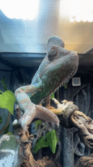 Chameleon spotted in terrarium in Moscow