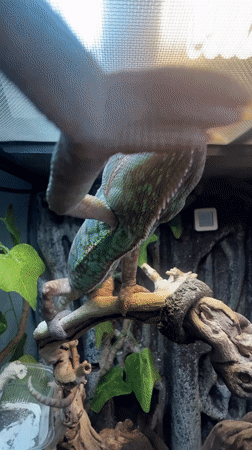 Chameleon spotted in terrarium in Moscow