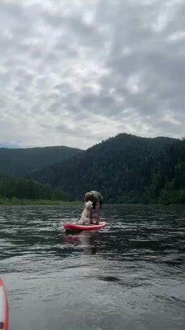 A man and a white dog are on a paddleboard in a river. The man is standing and holding a paddle, while the dog is sitting in front of him. They are surrounded by a forested landscape under a cloudy sky.