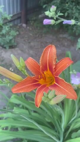 This media file is a close-up video of a flower garden in Mamontovo, Russia. The primary subject is a vibrant orange daylily in the foreground, with its petals unfurled and stamens clearly visible. Behind the daylily, a bush with numerous light pink hollyhock flowers and buds is in focus. The background shows a blurry view of a fence and greenery, suggesting an outdoor setting.

The video captures the natural beauty of the garden in what appears to be daytime. The lighting is soft, and there are no indications of harsh sunlight, implying it might be overcast or late afternoon. The overall mood is peaceful and serene, highlighting the delicate details of the blooming flowers. No people are visible in the video, and there are no discernible text elements. The focus on the flowers and their natural surroundings emphasizes the tranquility and simplicity of a garden in bloom.