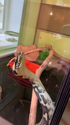 Pet shop, salon, and selfies on a Sunday morning in Chaikovsky