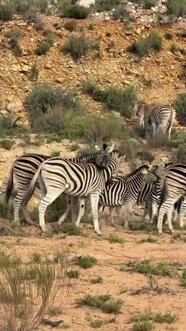A herd of zebras, comprising adults and several younger individuals, is seen gathered in a dry, sandy landscape. Many of the zebras have their heads lowered, suggesting they are grazing or foraging. In the background, on a rocky and bush-covered hillside, a single oryx (gemsbok) is also visible, partially obscured by the terrain. The setting is an arid or semi-arid environment with sparse vegetation, under clear daylight, indicative of a sunny day. The animals appear calm and undisturbed. The scene takes place in what appears to be a natural habitat, consistent with the Witzenberg Local Municipality in South Africa. A human voice can be heard in the background.