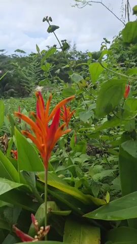 A close-up shot of an orange heliconia flower in the foreground, with a lush green jungle backdrop under a cloudy sky. The camera pans slowly upwards, revealing more of the dense foliage and distant trees. The flower is the main subject, with its vibrant petals creating a striking contrast against the green leaves. There are other heliconia flowers in the background, adding to the tropical atmosphere. The video is shot from a low angle, emphasizing the height and grandeur of the plants.