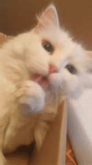 Fluffy white cat lounging in a cardboard box, mid-groom
