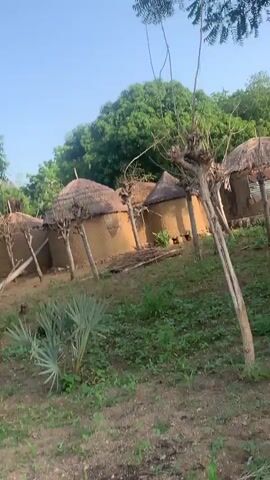 The video shows a cluster of traditional thatched-roof huts made of mud or adobe. The huts are situated on a sloping, unpaved area covered with dry grass and some green vegetation. Several bare tree branches extend into the frame, some appearing to be purposefully placed as supports or structural elements for the huts. In the background, lush green trees form a dense canopy, suggesting a natural, possibly rural environment. The lighting indicates it is daytime, with a clear sky visible. There are no visible people or animals within the frame.