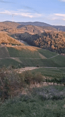 Sunset over Durbach's vineyards and hilltop castle