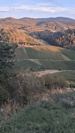 Sunset over Durbach's vineyards and hilltop castle