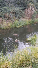 Overgrown stream cuts through wild vegetation near Berehove