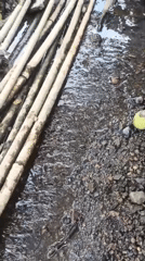 Everyday life in Tlogosari: livestock, litter, and local streets