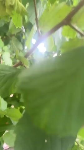 A close-up shot of green leaves and branches of a tree. Sunlight filters through the leaves creating bright highlights and lens flare. Several small, green, immature hazelnuts are visible, clustered together on a branch. The camera is positioned low, looking up into the foliage. The leaves are slightly blurred, suggesting movement from wind or slight camera shake.