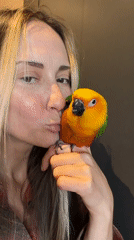 Sun conure parrot hangs out in Khimki, vintage red car nearby