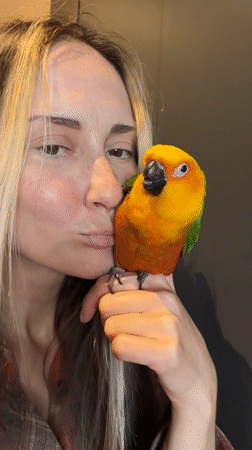Sun conure parrot hangs out in Khimki, vintage red car nearby