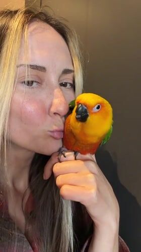 Sun conure parrot hangs out in Khimki, vintage red car nearby