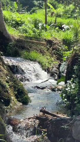 A small waterfall cascades down a rocky incline in a lush, green environment. The water flows into a shallow stream that meanders through the scene. The surrounding vegetation is dense with various types of plants, including trees and grasses, suggesting a natural, possibly tropical, setting. The sunlight filters through the leaves, creating dappled patterns on the water and ground. A large tree trunk is visible on the left side of the frame, with its roots anchoring it to the bank. The overall impression is one of a serene and natural landscape.