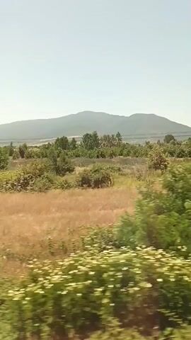 This video captures a scenic view of a rural landscape in Kovachevo, Bulgaria, likely from a moving vehicle. The scene unfolds under a clear, bright sky, suggesting a sunny day, possibly late morning or early afternoon. The dominant subjects are the natural elements: rolling hills and mountains in the distance, a vast expanse of dry, golden grass in the mid-ground, and various trees and green bushes that line the landscape.

The activity taking place is the passage through this natural environment, indicated by the motion blur in the foreground and the shifting perspective of the trees and fields. There are no people or specific objects of human construction visible, apart from what appears to be a distant power line tower and possibly some scattered debris or piles of wood in the fields. The overall impression is one of a peaceful, undeveloped rural setting, characterized by the natural beauty of the Bulgarian countryside. The time of day is suggested by the bright sunlight and the shadows, which are not very pronounced, indicating it is not the harsh midday sun. The weather appears to be fair and warm.